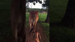 Vacada Gir Leiteiro caminhando para sala de Ordenha mecânica na Fazenda Córrego Bonito