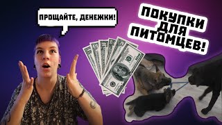 #VLOG: ПОКУПКИ ДЛЯ СОБАК/ПРОЩАЙТЕ ДЕНЕЖКИ!