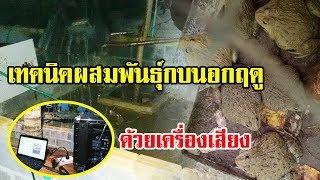 เทคนิคการหลอกกบ | ให้ผสมพันธุ์นอกฤดู | ด้วยเครื่องเสียง |