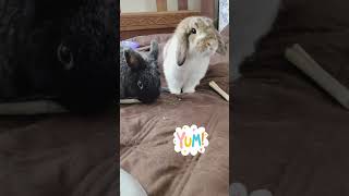 bunny ASMR chewing bamboo sticks & having a mild tug of war! Holland Lop & Netherland Dwarf #asmr