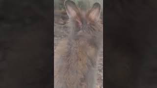 WildLife 26 #shorts  cute bunnies part 1