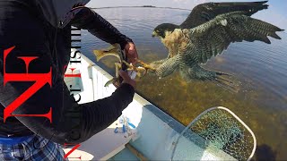 Ataque de Alcon a corvina? 🦅 Pescando corvinas 🎣