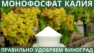 Монофосфат калия применение + профилактика ОИДИУМА на винограде. Здоровый и вкусный виноград!