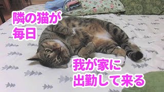 ♯134【猫のほのぼのする話】隣の猫が毎日我が家に出勤して来る