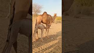 13 beautiful baby camel with its mother#shorts sacramento#shorts #shorts