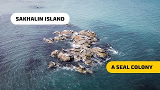 Spotting a Seal Colony — Sakhalin Island