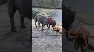 Эй ты кто такой 🤣 #shorts #приколы #dog