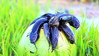 Green Coconut #FISH TRAP skill | Cat fish catching with GreenCoconut & Orange!!