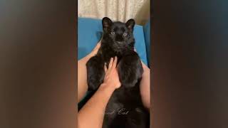 Funny videos about animals, humor about dogs, cats