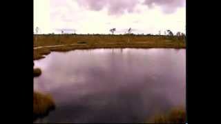 360 degrees Ingatsi nature trail Kuresoo bog.AVI