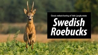 SWEDISH ROEBUCK