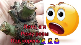 Режу розы в ноль🤦‍♀️🤦‍♀️🤯🤯!!! - И бором проблему не решить!!! 🤔делайте верные выводы 🤷‍♀️...