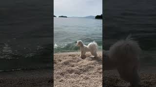 Is your dog scared of the waves too? 😂 #croatia #croatiabeach #beach