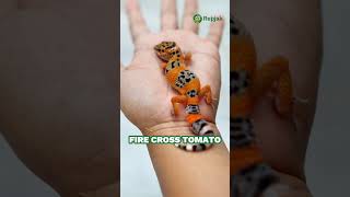 Intip yuk, koleksi gecko Repjak Mei-Juni 2024 🦎#geckorepjak #leopardgecko #gecko #geckomorph