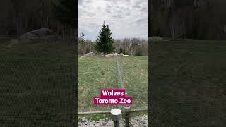 Toronto Zoo wolves