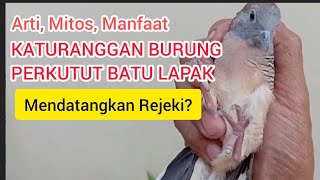 KATURANGGAN BURUNG PERKUTUT BATU LAPAK By @sahirutomo535