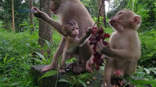 Oh Wow! baby tiny monkey Rainbow eats grapes most lovely baby 💞💕🥰🐒