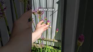 Весна 2024. Цветение, работа в саду, посадка, уход.