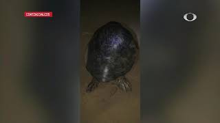 SEMAR vigila nidos de tortuga en Villa Allende