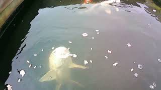 Feeding Time with the Koi