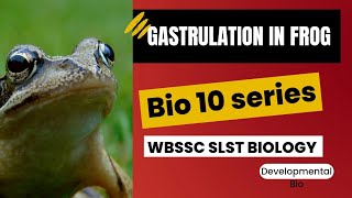 Gastrulation in Frog// Developmental Biology part#1// Dorsal lip Blastopore,Grey crescent// WBSLST