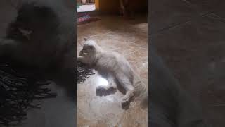 Cibul maen tali plastik 😅| kucing Himalaya | hidung pesek #kucing