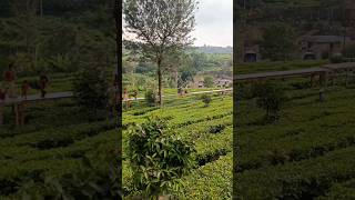 TEA BRIDGE, GUNUNG MAS, PUNCAK, BOGOR #gunungmaspuncak #puncak #bogor #jalanjalan #keluargadodi#fypシ