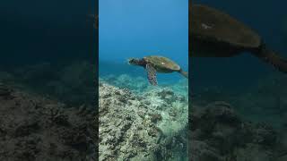 Swim with Wild sea turtles in Oahu, Hawaii with @Captainmaxboattours #snorkel #waikiki #honolulu