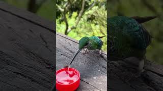 thirsty bird 🕊️🕊️ drinking water 🥶 very close look interesting