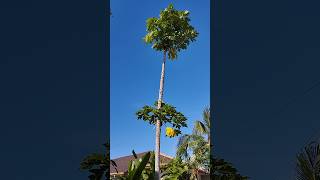 Tall papaya tree