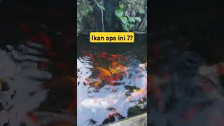 Ikan iwak #shorts #youtubeshorts