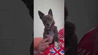 Puppy Dog Betty Girl Starting To Get Grey Around Her Muzzle. #betty #shorts #bettygirlshorts #video