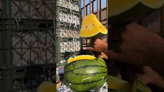 fresh yellow Watermelon 🍉🍉 Cutting open ✂️#shorts #ytshorts #yellowwatermelon #fruits