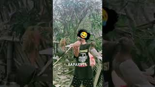 tik tok merpati/kata kata