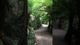 Ferns Path