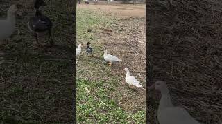 Ducks in their way #animal #wildduck #ducks #wildducks #duck #babyducks #muscovyducks