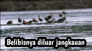 Belibis diluar jangkauan