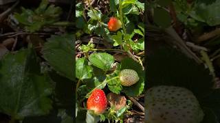 The first strawberries of the season in my garden🍓🪴