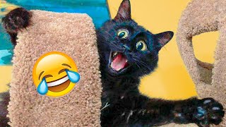 Funny Cats And Dogs Videos - Funniest Animal Videos 2021 🤣