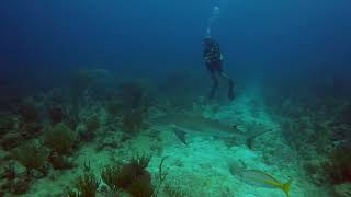 hand to mouth shark feeding