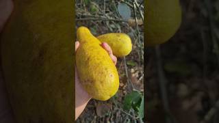 plucking lemons