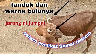 mengupas hasiat dari warna tembus bulu kuku dan tanduk kambing ini