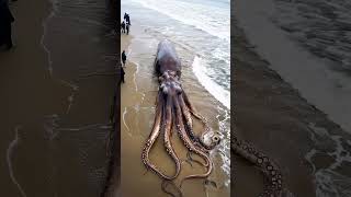 Massive Mysterious Creature Washes Ashore: Shocking Beach Discovery!