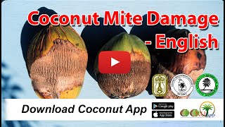 Coconut Mite Damage - English