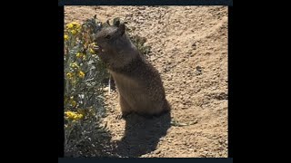 ARDILLA COMIENDO FLORES