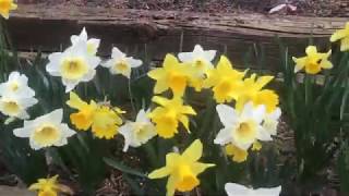 My introduction video and spring flowers in America||Telugu Vlogs from USA