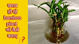 खराब हो रहे lucky bamboo को कैसे बचाएं। how to save lucky bamboo | lucky bamboo care |#Anmolprakriti