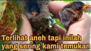 Sulit dipercaya!! Burung ini bersarang di tempat yang sangat berbahaya