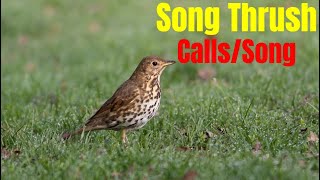 Song Thrush [Calls/Song]