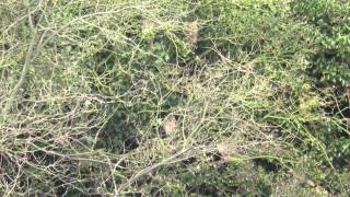 Long Eared Owls, Deeping Lakes, Lincs